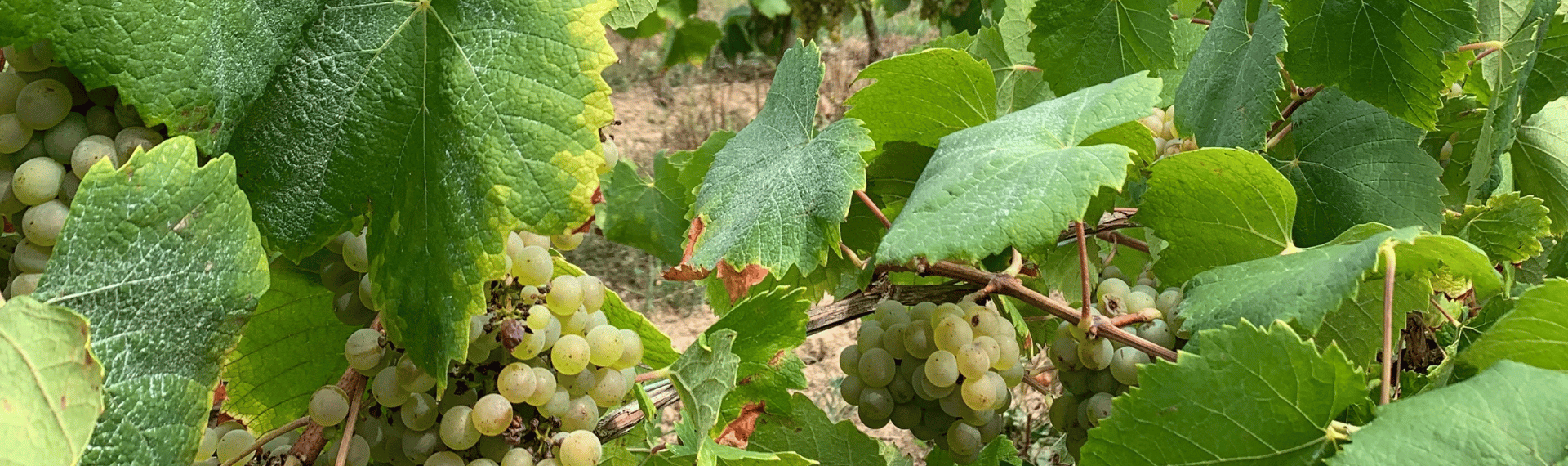 vendanges loire