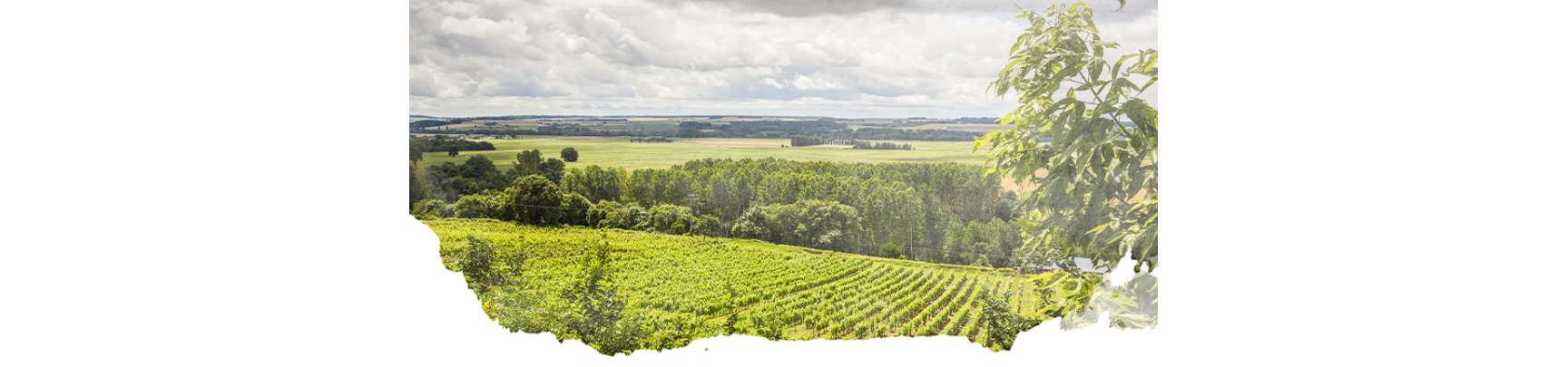 Vins et Fines Bulles de Loire en AOP | Maison LaCheteau