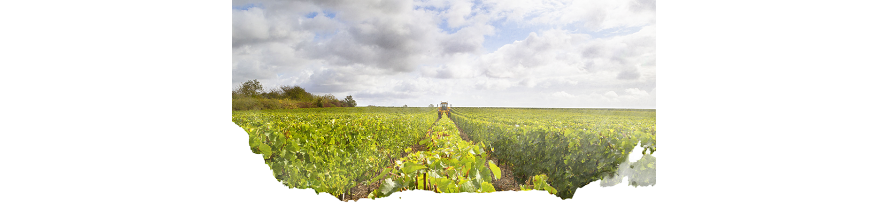 Vins de Loire en Appellations | Domaine du Vieux Vauvert