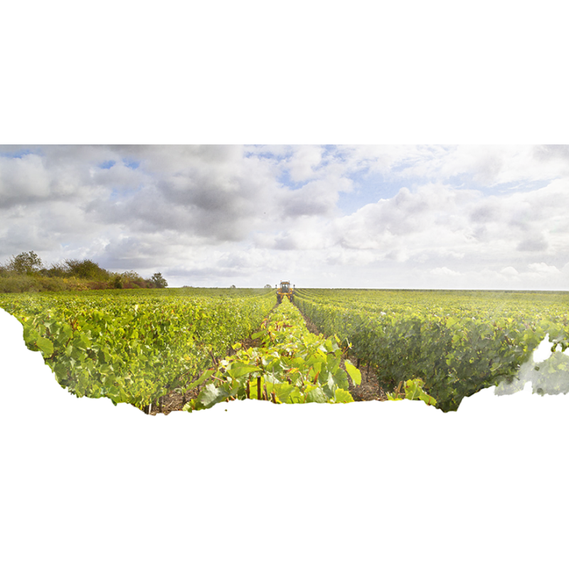 Vins de Loire en Appellations | Domaine du Vieux Vauvert